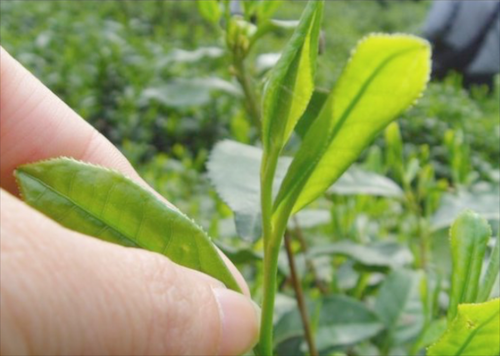Picking Standard for Liu An Gua Pian. The second opened leaf is picked as soon as it matures to the size of a pickers thumb