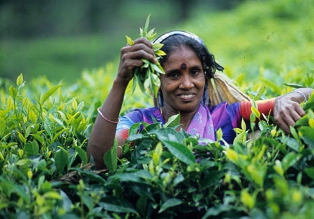 TEA WORKERS_Photo Courtesy_Nansang Estate_Assam_DBPhotoWorld (2)
