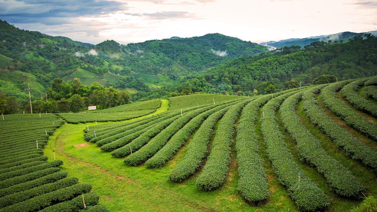 Assam Tea Plantation