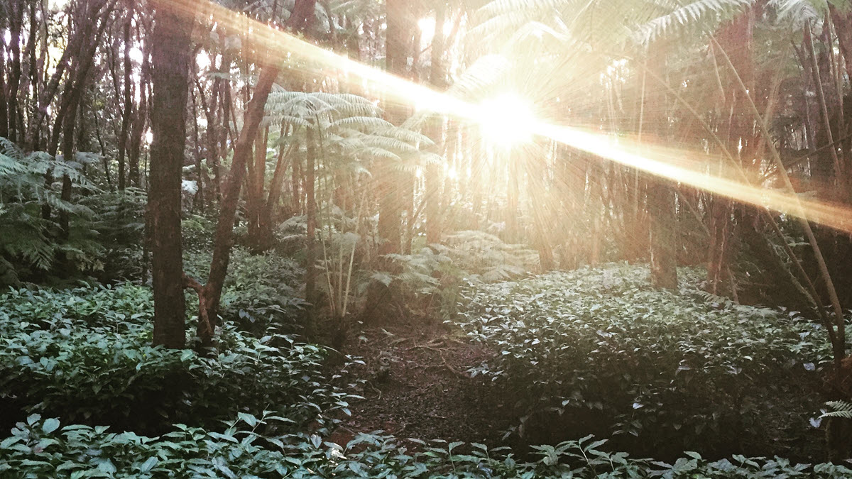 Hawaii Tea Forest Sun