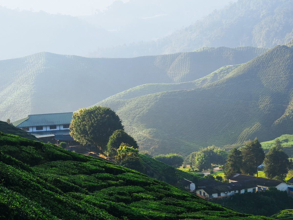 Tea factory and garden in Nepal