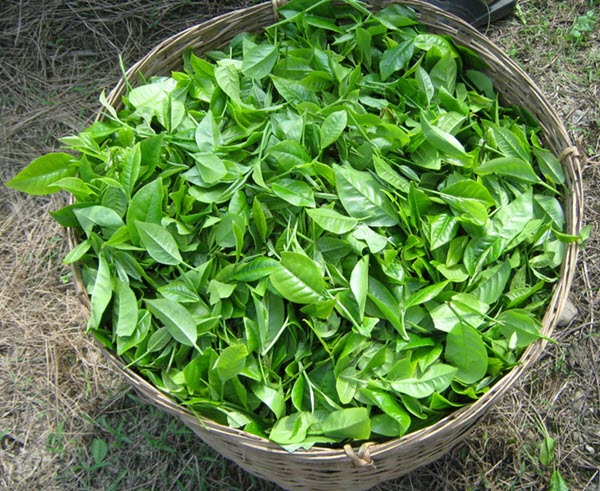 Machine Harvested Tea Leaves