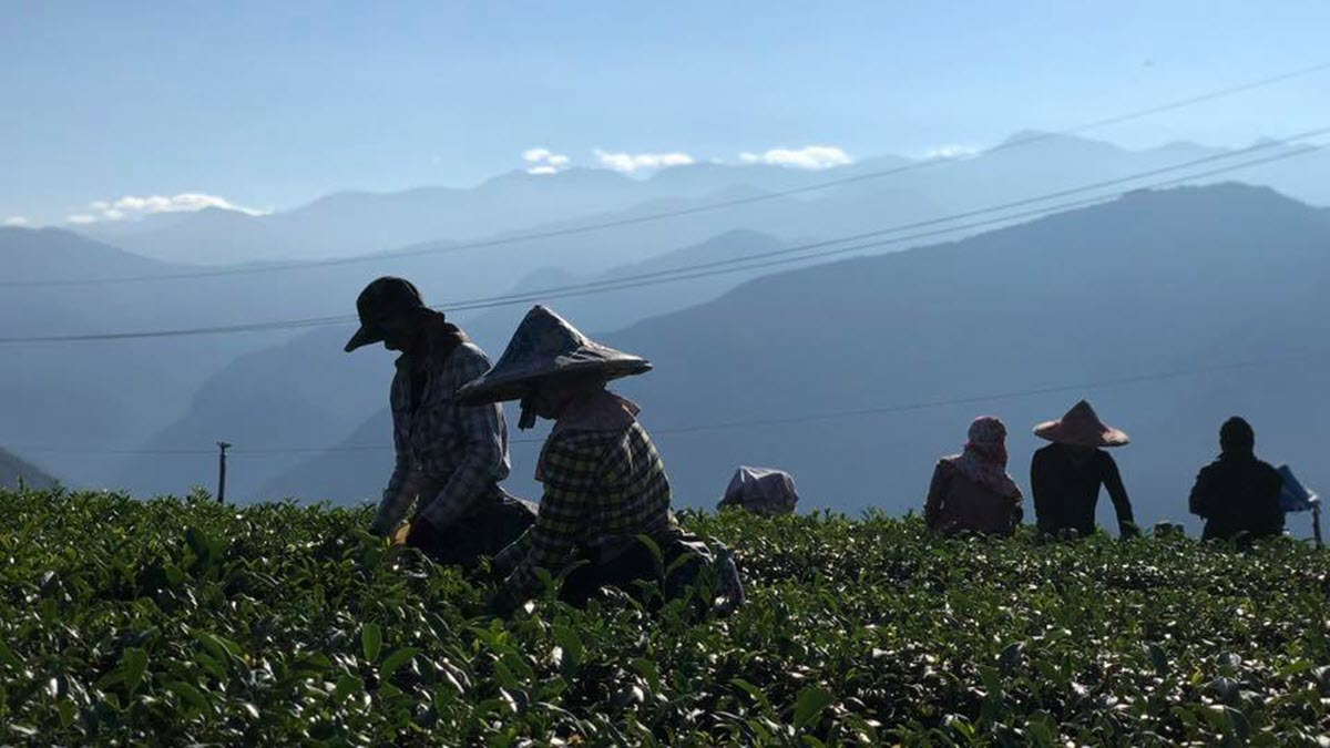 Xue Jian Oolong Tea farm in Miaoli, Taiwan