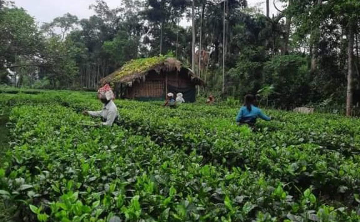 Tea smallholders plucking Assam garden