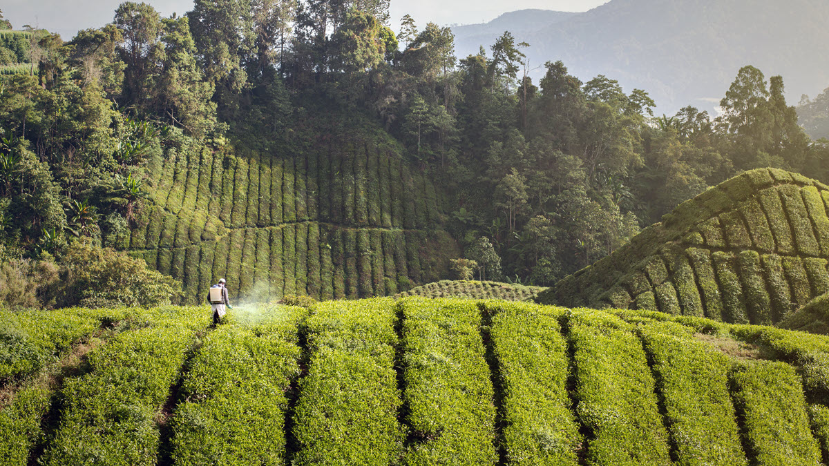 Worker applies plant protection chemicals on Indian tea garden