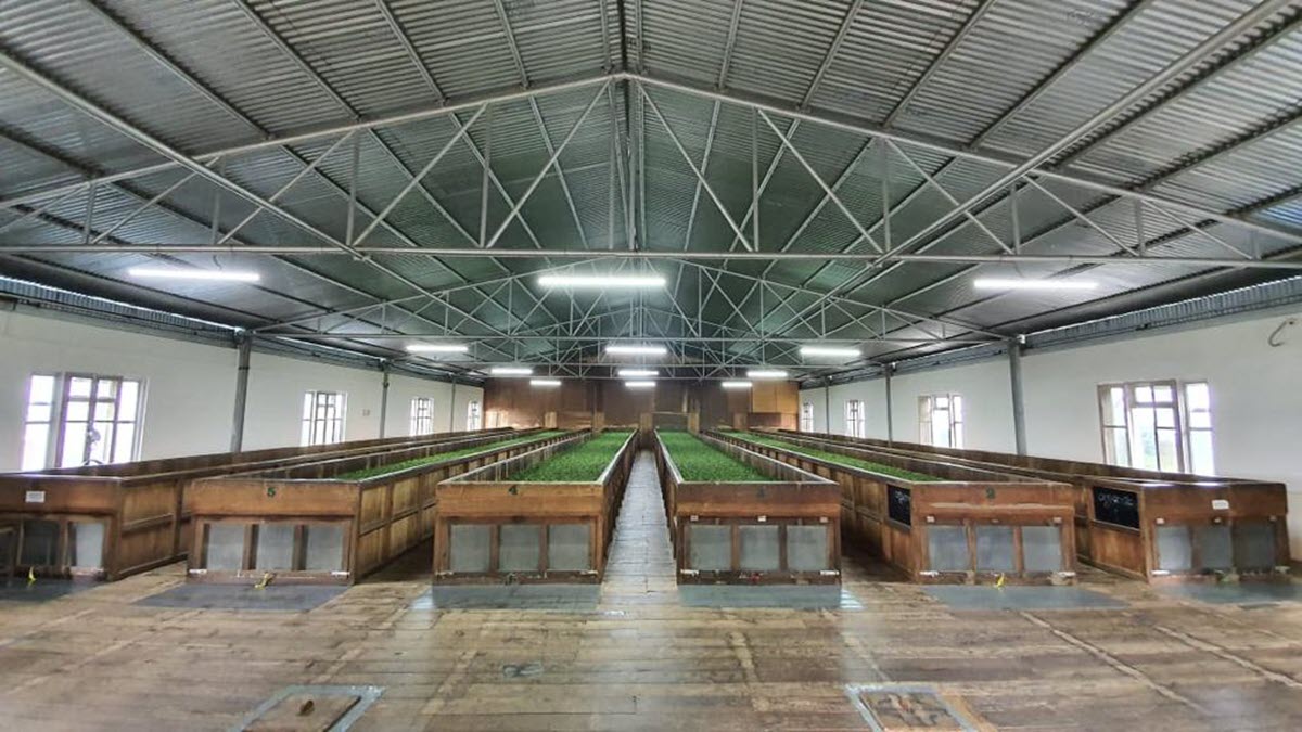 HIMCOOP Tea Factory, Nepal