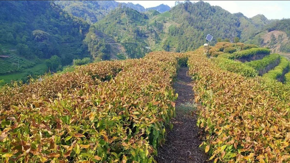 China drought, Hunan Province. Photo courtesy Robert Xiong