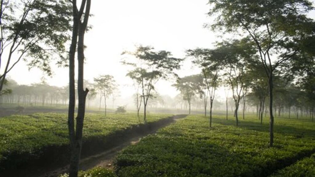 Aideobarie Tea Estate