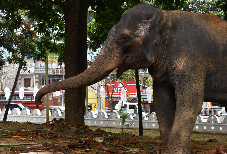 Four elephants guard the temple grounds