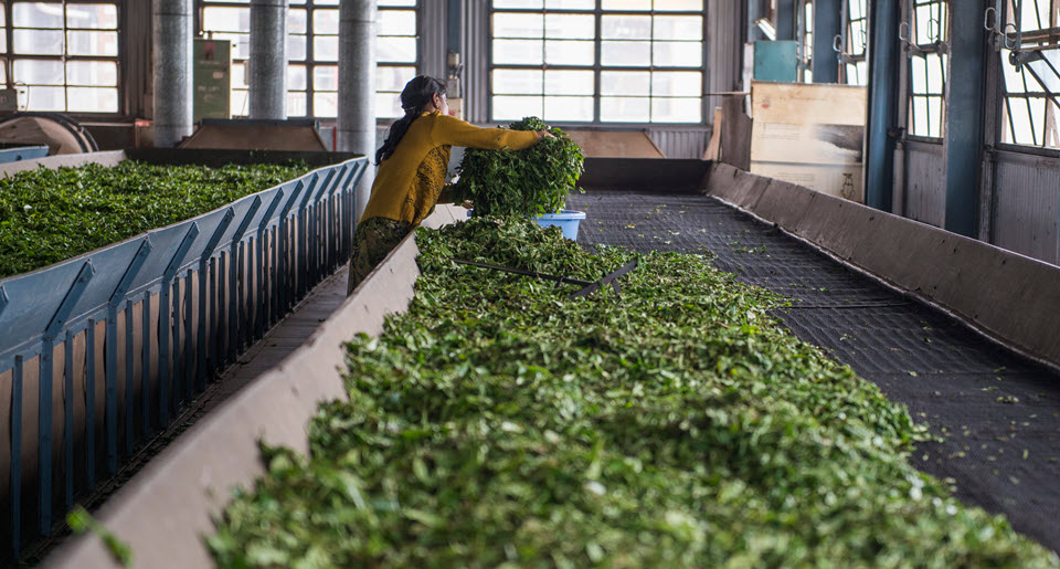 India's formula for small tea growers (STGs) and bought leaf factories (BLFs) determines split of auction prices