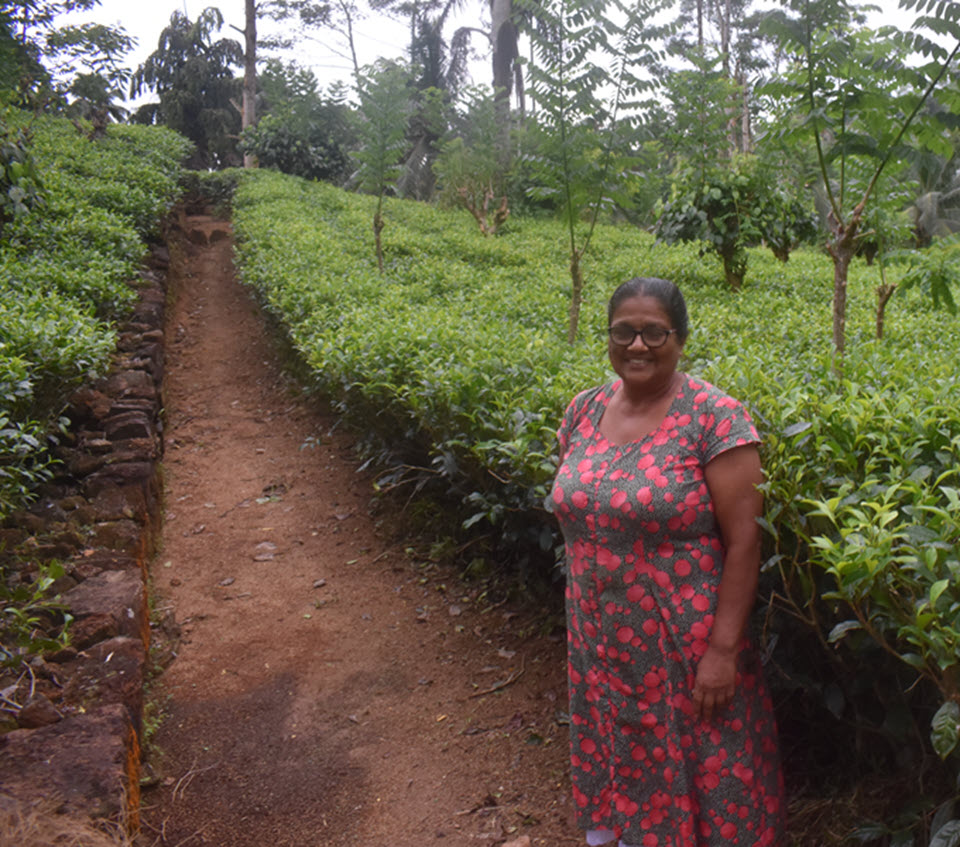 Neluwa Tea Factories Smallholder Supplier Mrs. Chandra Jayasingha