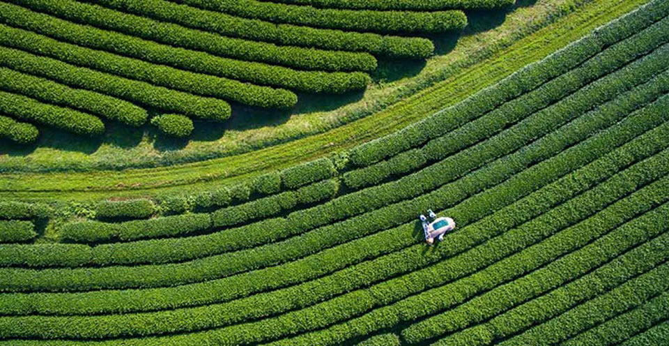 CVC Capital Partners may sell Kenyan tea estates purchased from Unilever in July 2022