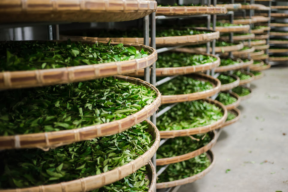 China tea exports decline