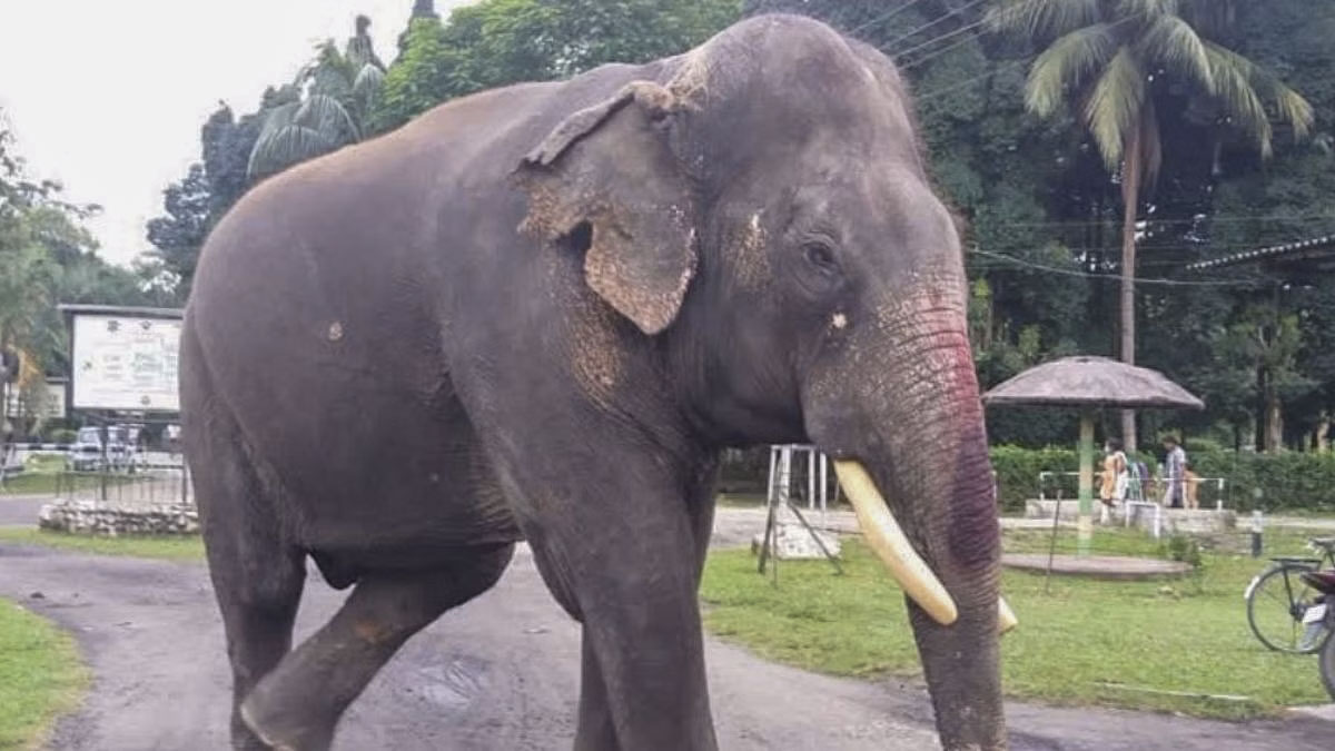 India's oldest captive elephant passes at 89