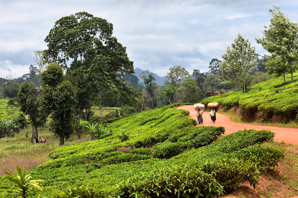 Sakare workers, Tanzania tea farm