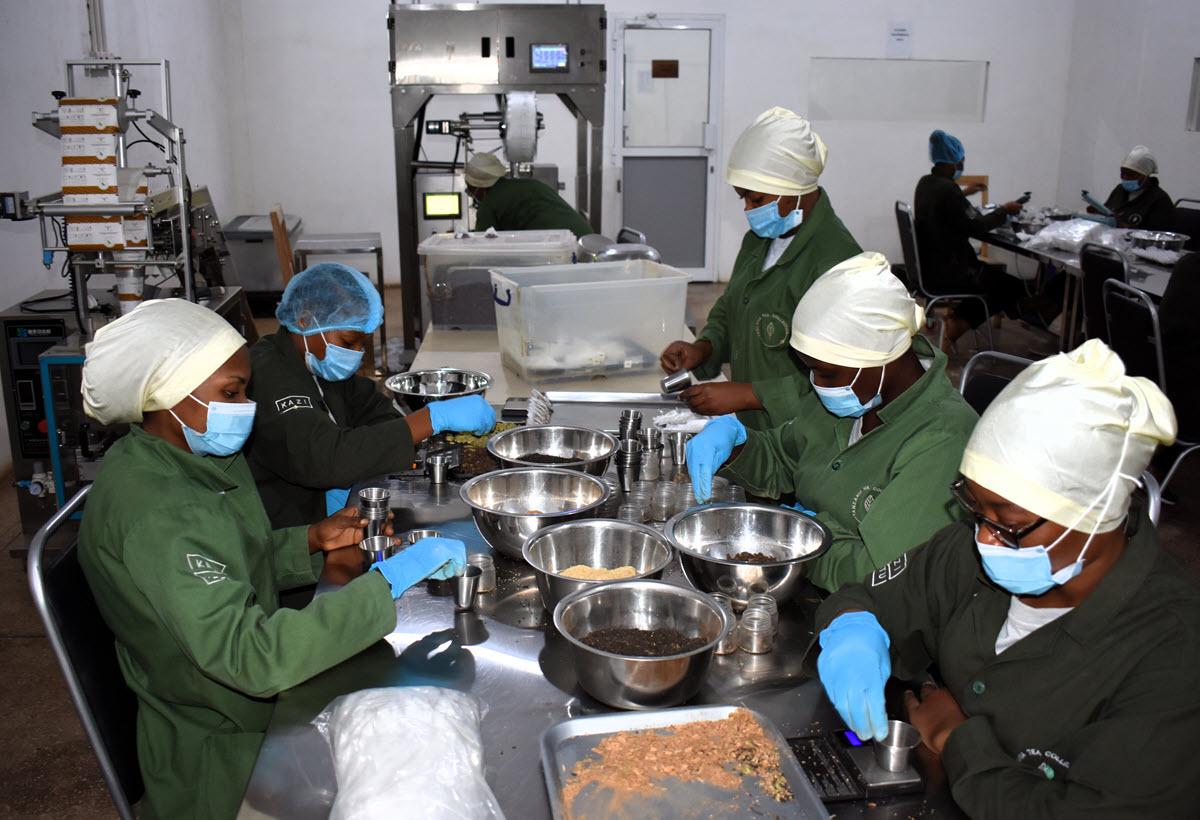 Hand blending tea at Kazi Yetu factory and offices, Dar es Salaam, Tanzania