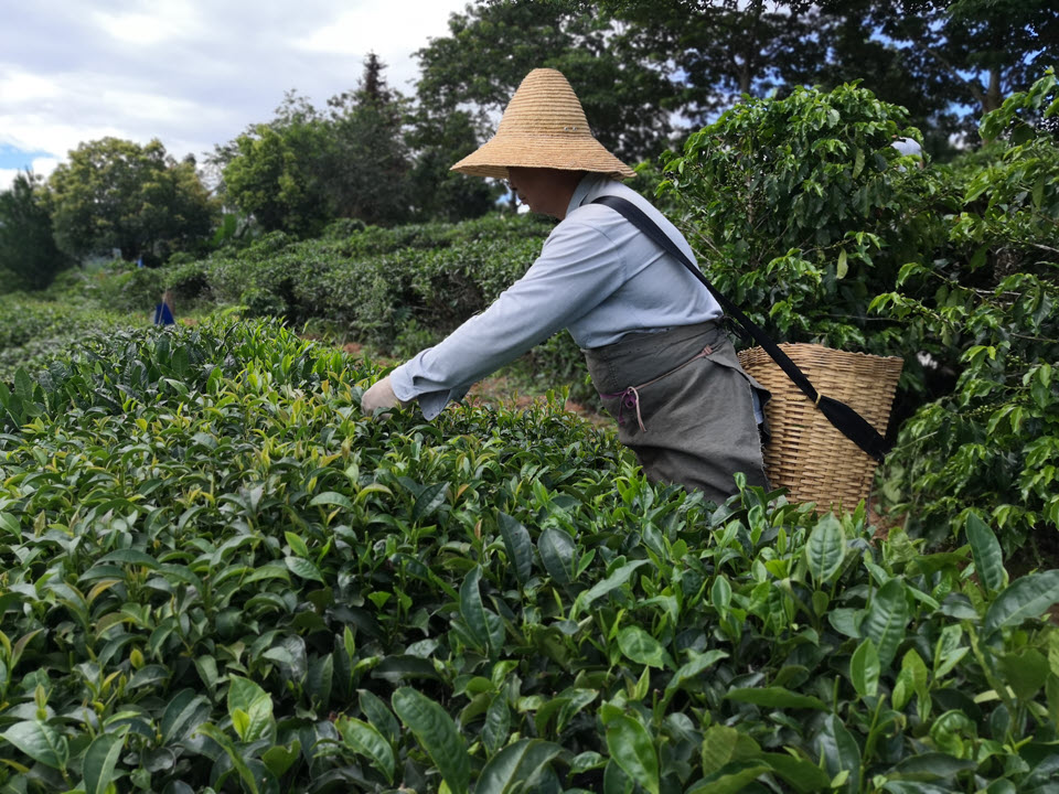 Plucking tea at one of China's Transworld Organic Tea gardens