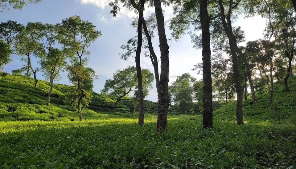 Mirzapore Tea Estate