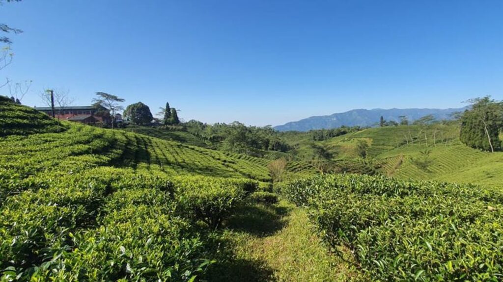 Nepal is expanding tea production into high-altitude regions of the country to produce more Orthodox tea. 