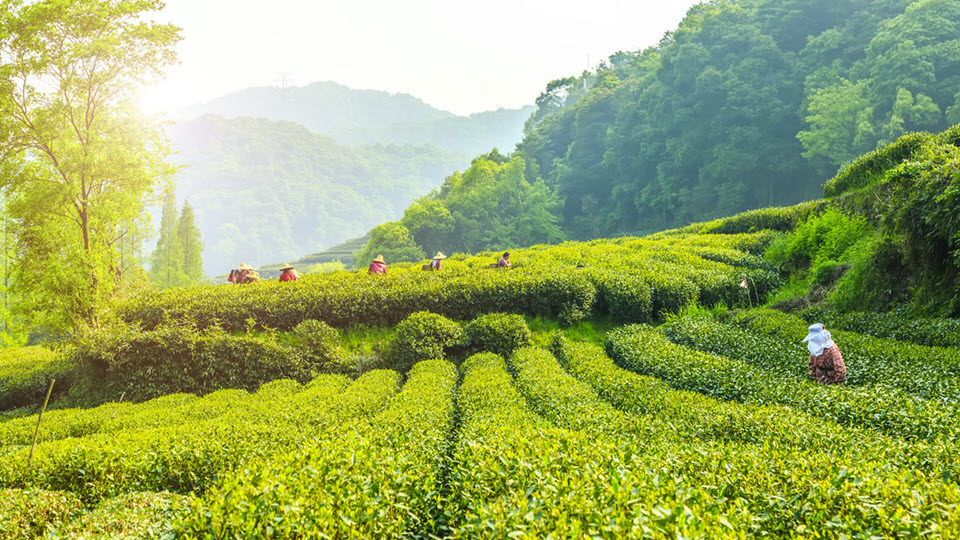 China Tea Harvest Westlake Longjing