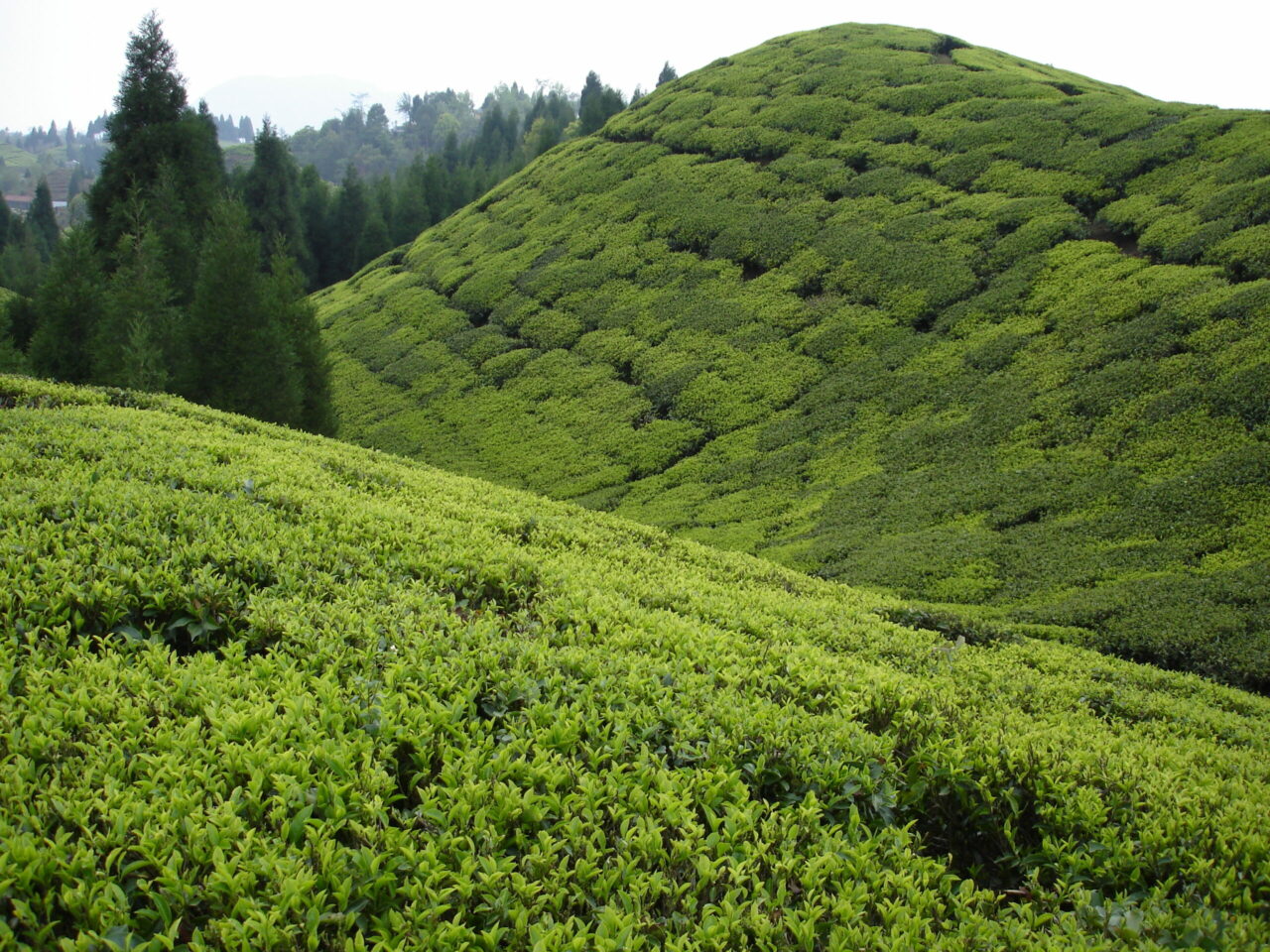 Tea fields at Gopaldhara Tea Estate, Darjeeling,
