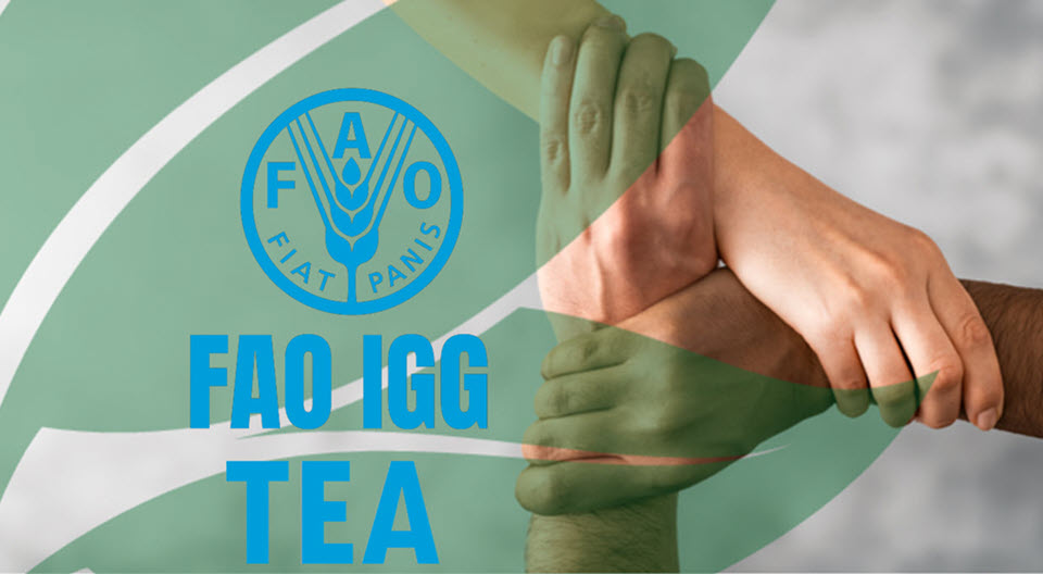UN FAO IGG Confederation of Tea Smallholders