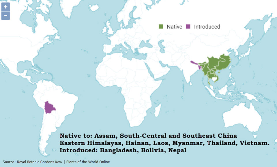 Assamica is one of five distinct tea populations