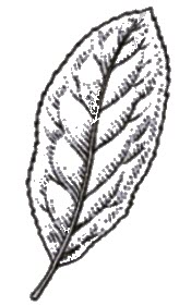Assamica leaf