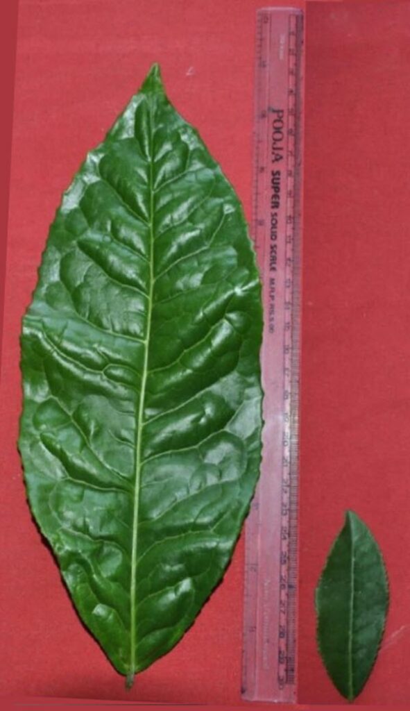 Sice-by-side comparison of Assamica and C. Sinensis Sinensis
