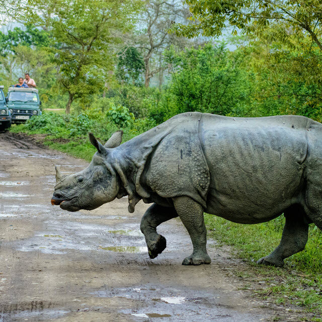 One-horned rino in Kaziranga World Heritage Park