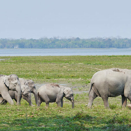 Indian elephants in Kaziranga World Heritage Park