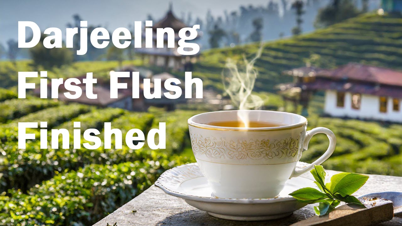 India's first tea flush is finished