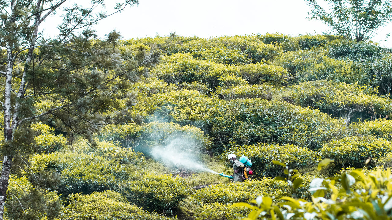 Application of pesticides in tea fields