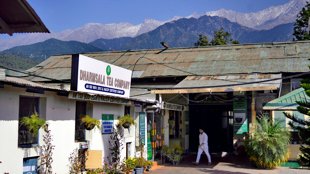 Dharmsala Tea Co., Kangra