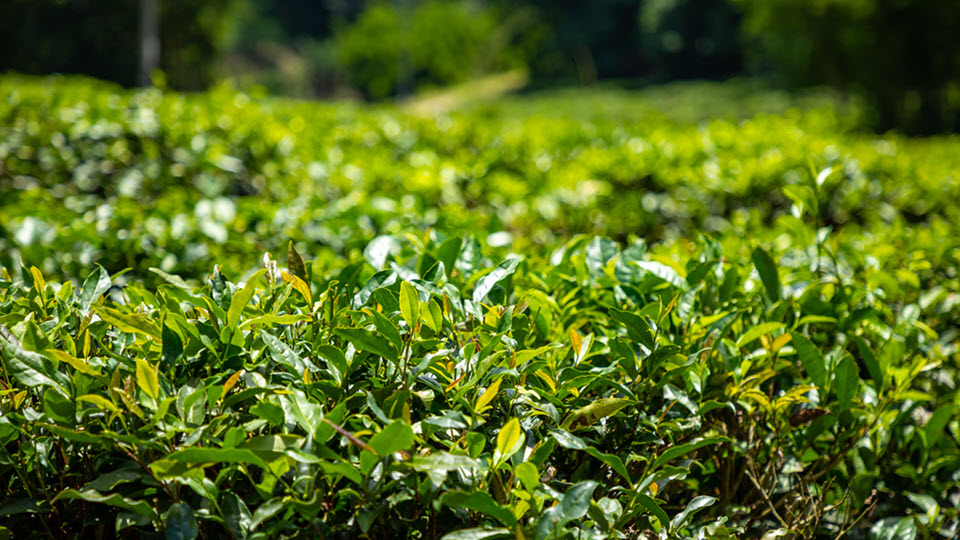 Newly discovered Hainan Island tea varietal.