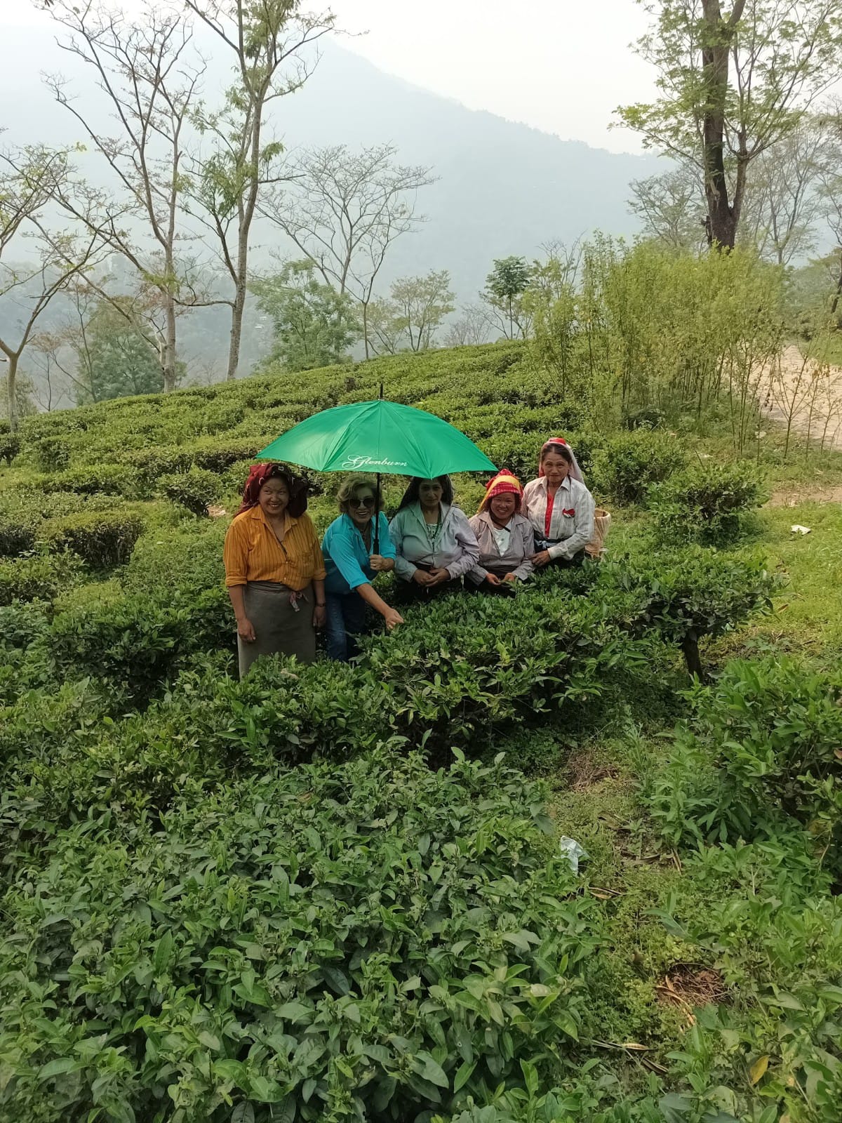 At Glenburn, Darjeeling