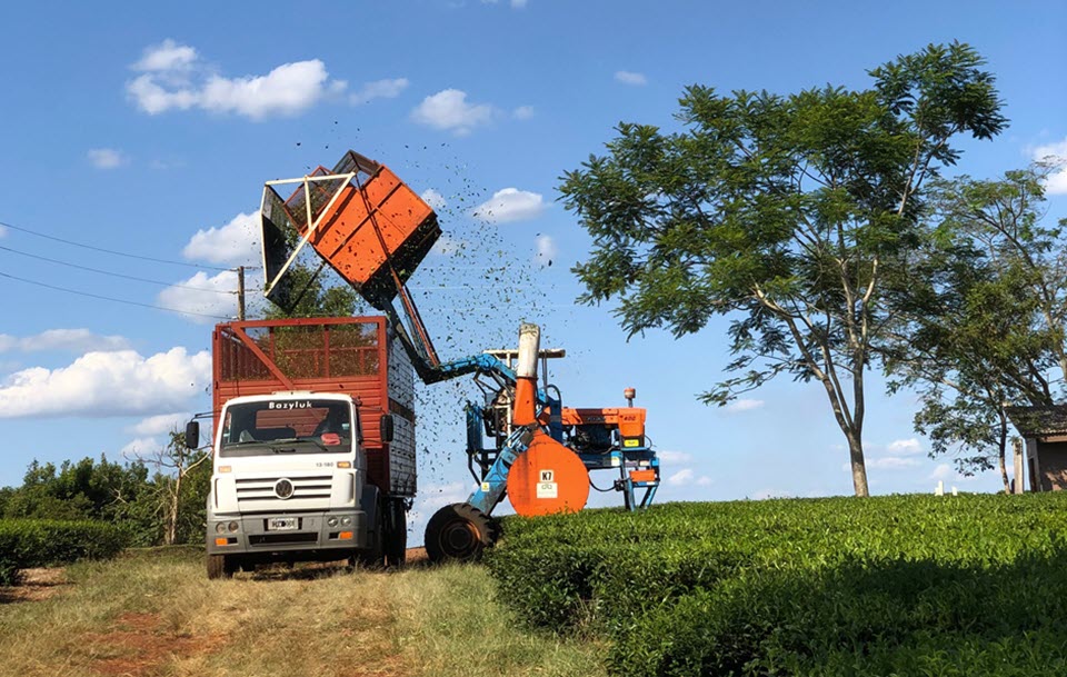 Argentine Tea Harvest Underway