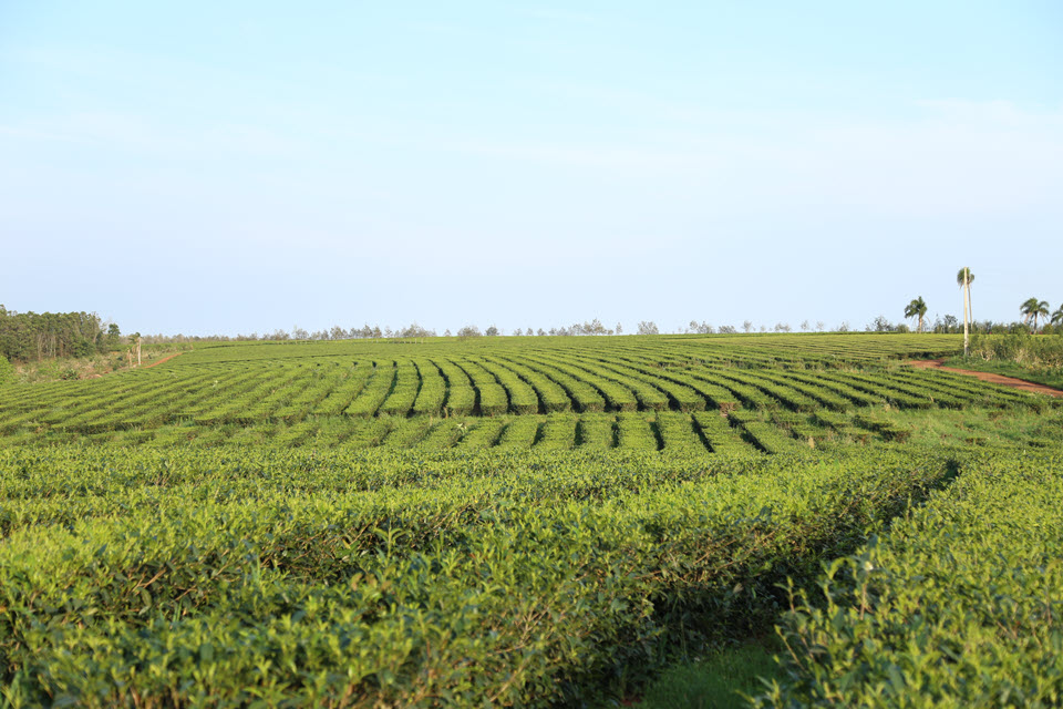 Argentina Carolina Okulovich-La Ruta del Té