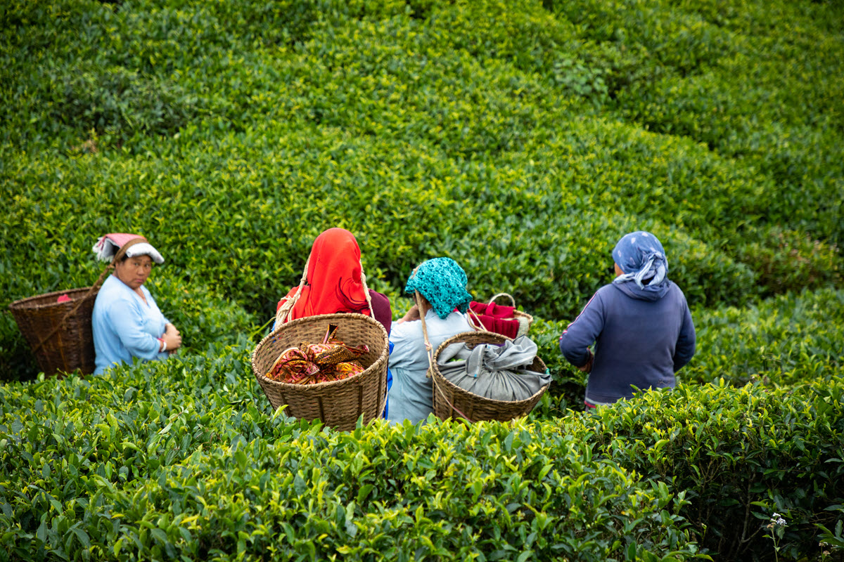 Darjeeling harvest begins Feb. 27