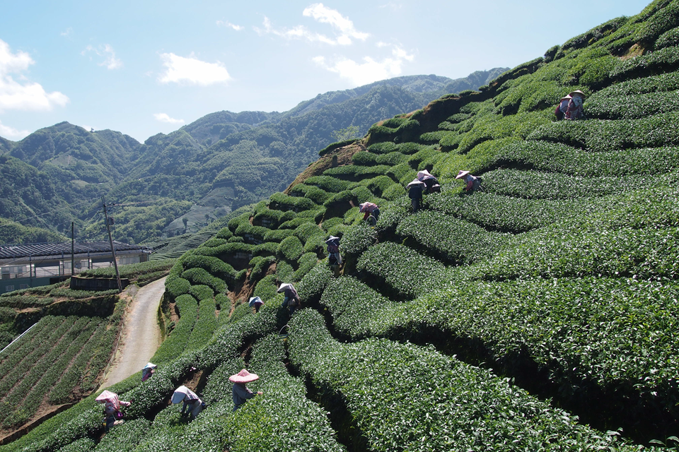 Plucking high mountain oolong