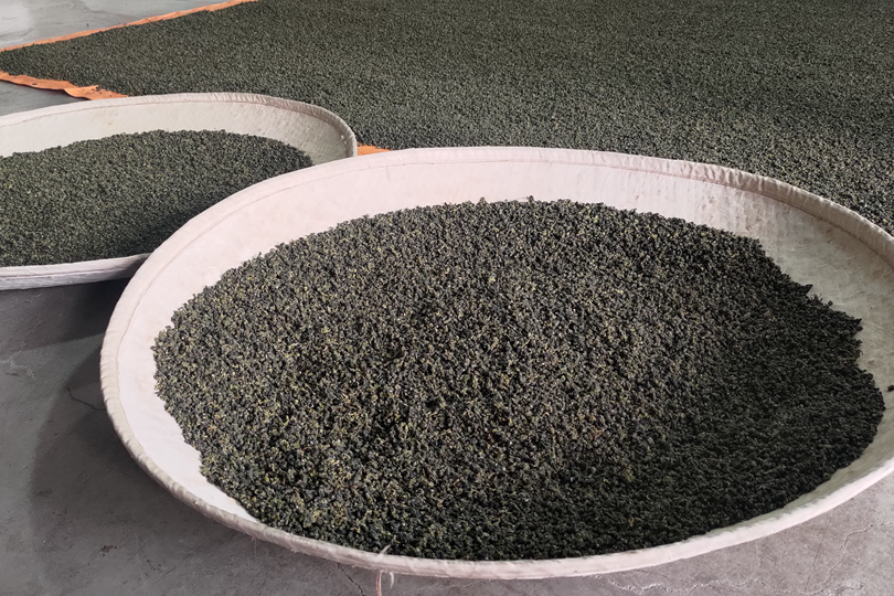 Drying oolong